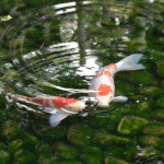 DSC_0631-001 DSC_0631-001