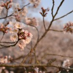 DSC_0645-001 DSC_0645-001