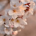 DSC_0647-001 DSC_0647-001