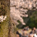 DSC_0652-001 DSC_0652-001